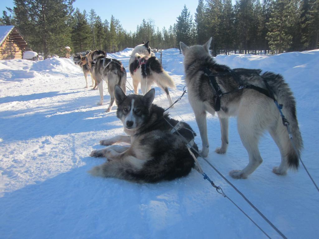 Guesthouse Husky Ivalo Exterior photo